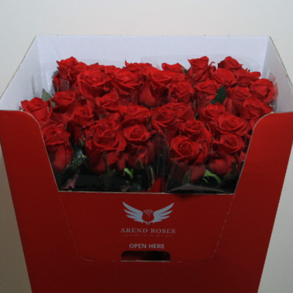 ROSE RED EAGLE 55